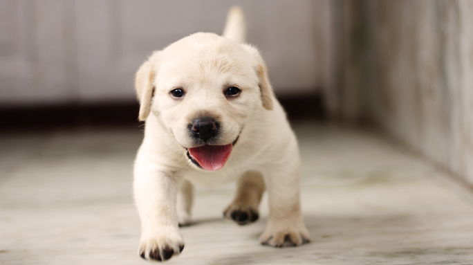Cría y Selección de Labrador Retriever para Funciones de Seguridad, Detección y Rescate